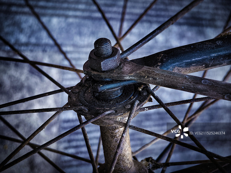 《年轮》图片素材