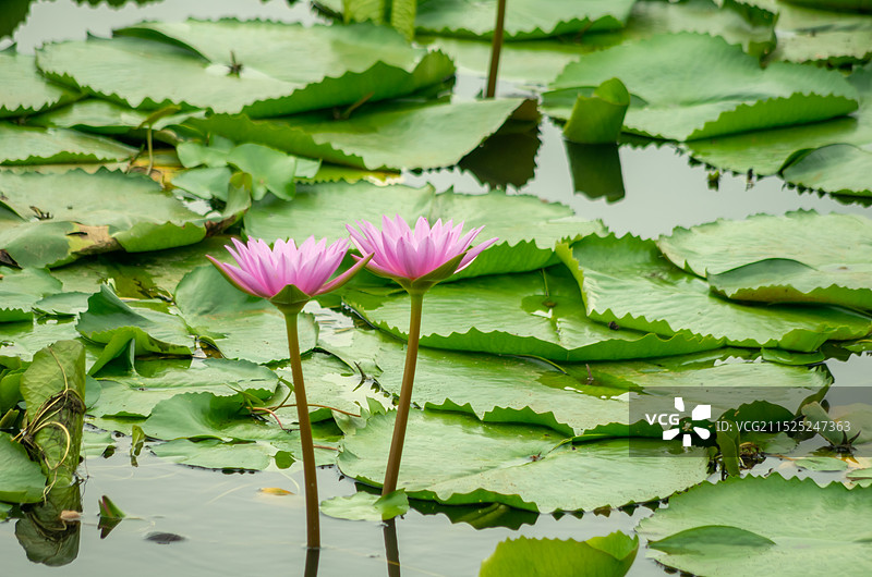 睡莲 池塘里的睡莲，红莲湖图片素材