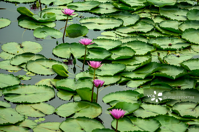 睡莲 池塘里的睡莲，红莲湖图片素材
