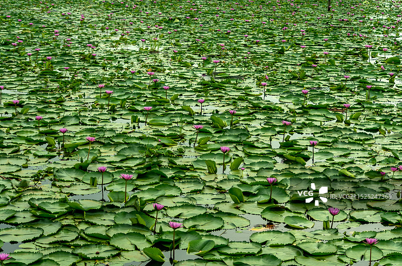 睡莲 池塘里的睡莲，红莲湖图片素材