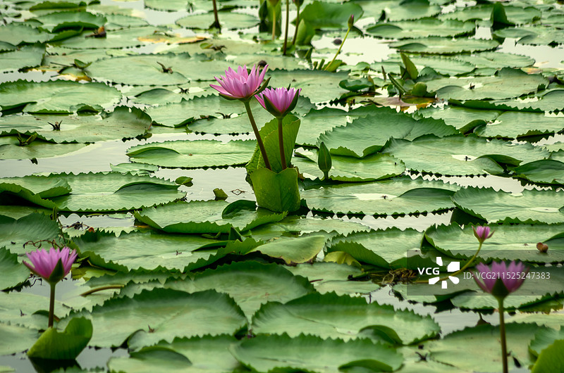 睡莲 池塘里的睡莲，红莲湖图片素材