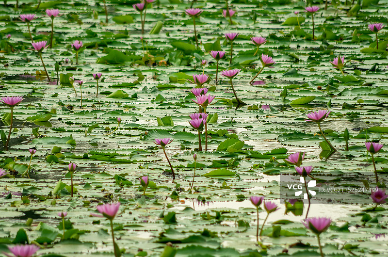 睡莲 池塘里的睡莲，红莲湖图片素材