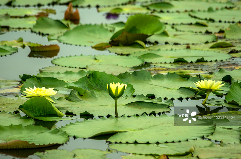 睡莲 池塘里的睡莲，红莲湖图片素材