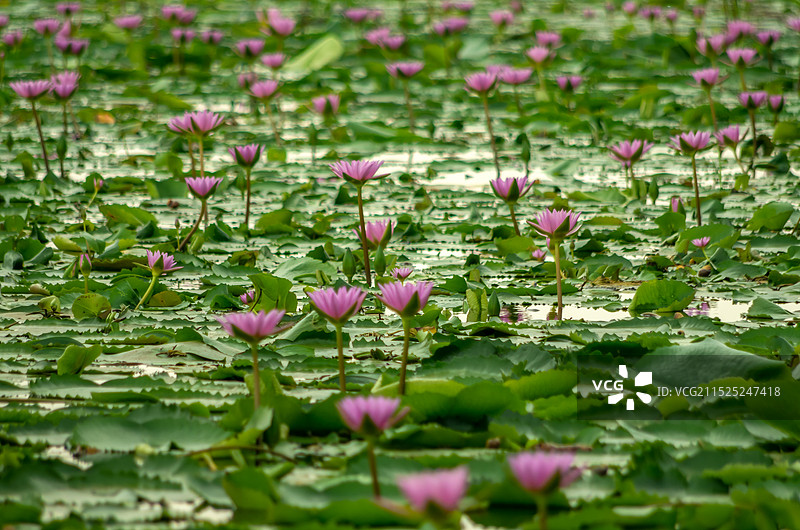 睡莲 池塘里的睡莲，红莲湖图片素材