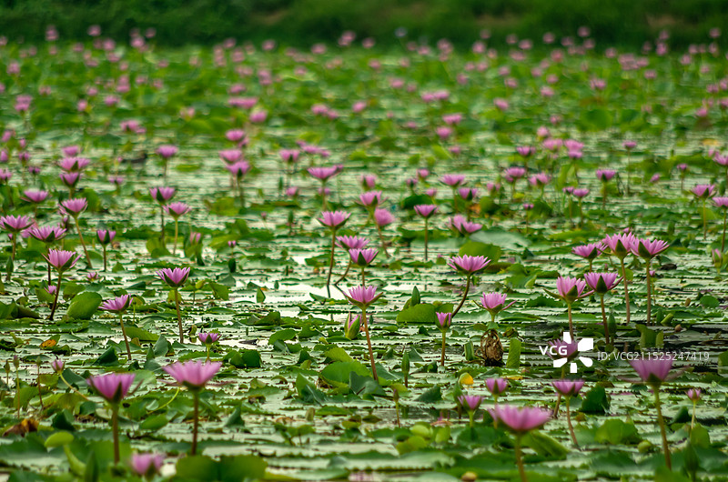 睡莲 池塘里的睡莲，红莲湖图片素材