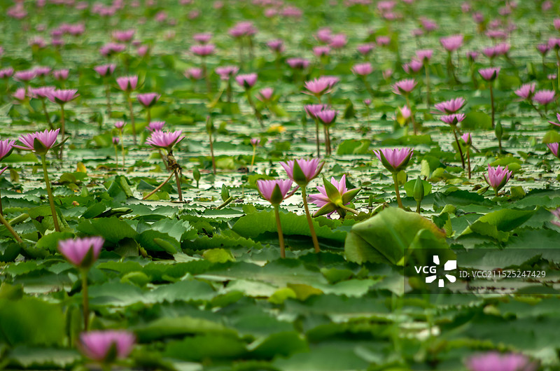 睡莲 池塘里的睡莲，红莲湖图片素材