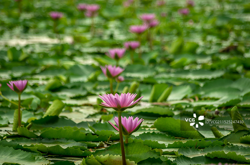 睡莲 池塘里的睡莲，红莲湖图片素材