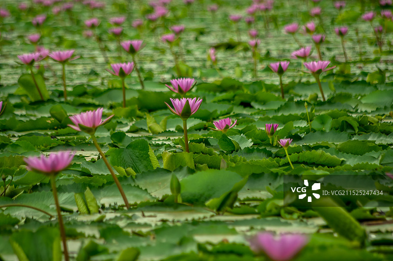 睡莲 池塘里的睡莲，红莲湖图片素材