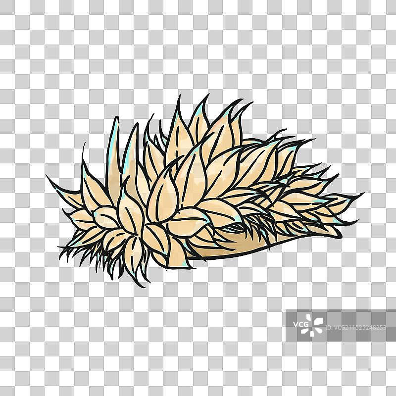 可爱的海洋生物，海兔图片素材