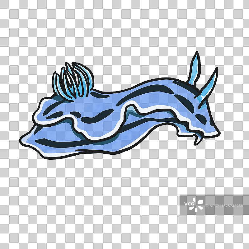 可爱的海洋生物，海兔图片素材