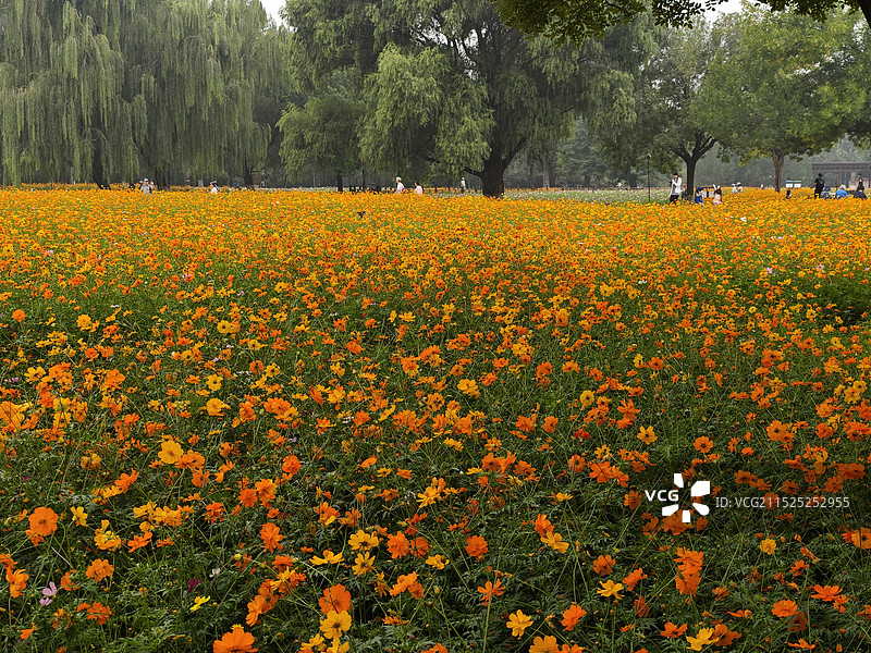 田间开花植物景观图片素材