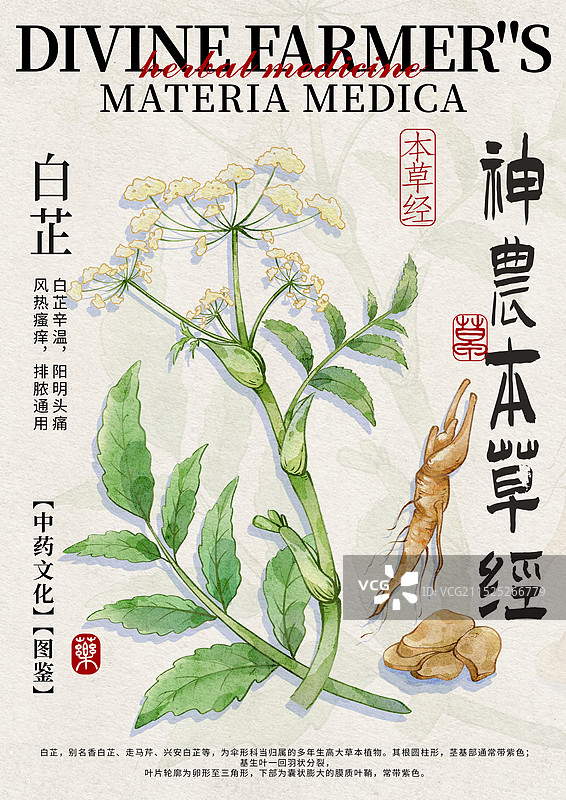 白芷手绘中药材水彩插画设计模版图片素材