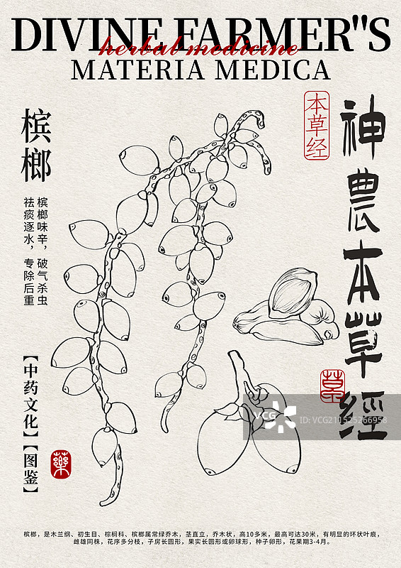 槟榔手绘中药材水彩插画设计模版图片素材