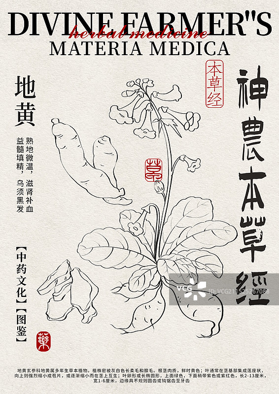 地黄手绘中药材水彩插画设计模版图片素材