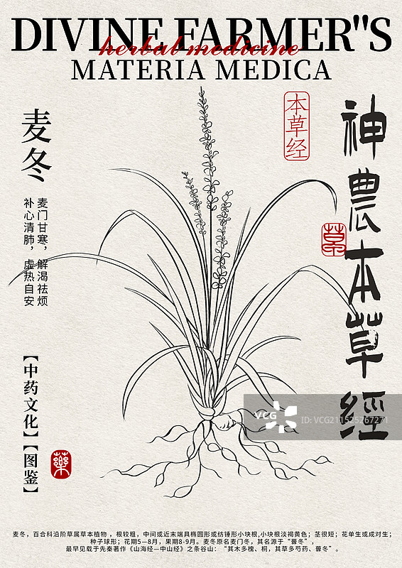 麦冬手绘中药材水彩插画设计模版图片素材