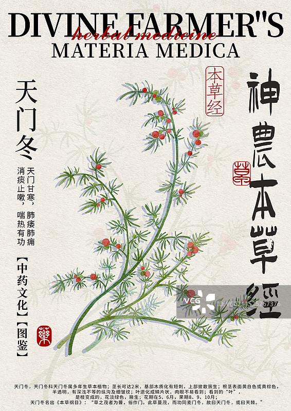 天门冬手绘中药材水彩插画设计模版图片素材