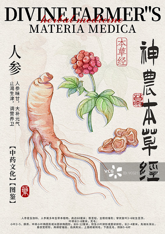 人参手绘中药材水彩插画设计模版图片素材