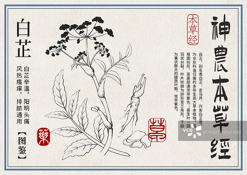 白芷手绘中药材水彩插画设计模版图片素材