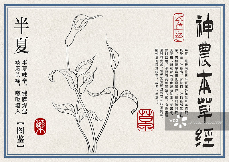 半夏手绘中药材水彩插画设计模版图片素材