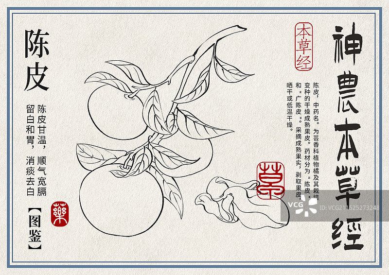 陈皮手绘中药材水彩插画设计横版模版图片素材