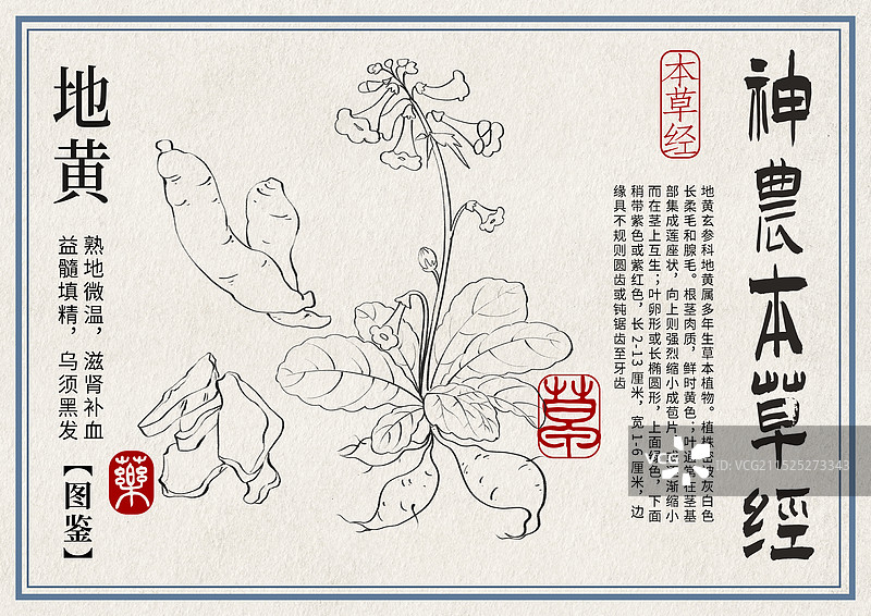 地黄手绘中药材水彩插画设计横版模版图片素材