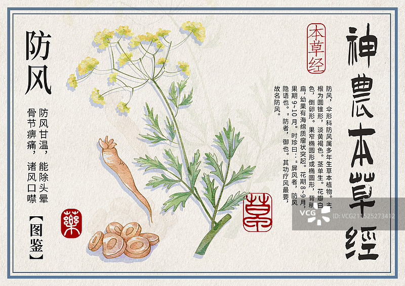 防风手绘中药材水彩插画设计横版模版图片素材