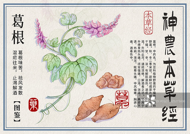 葛根手绘中药材水彩插画设计横版模版图片素材