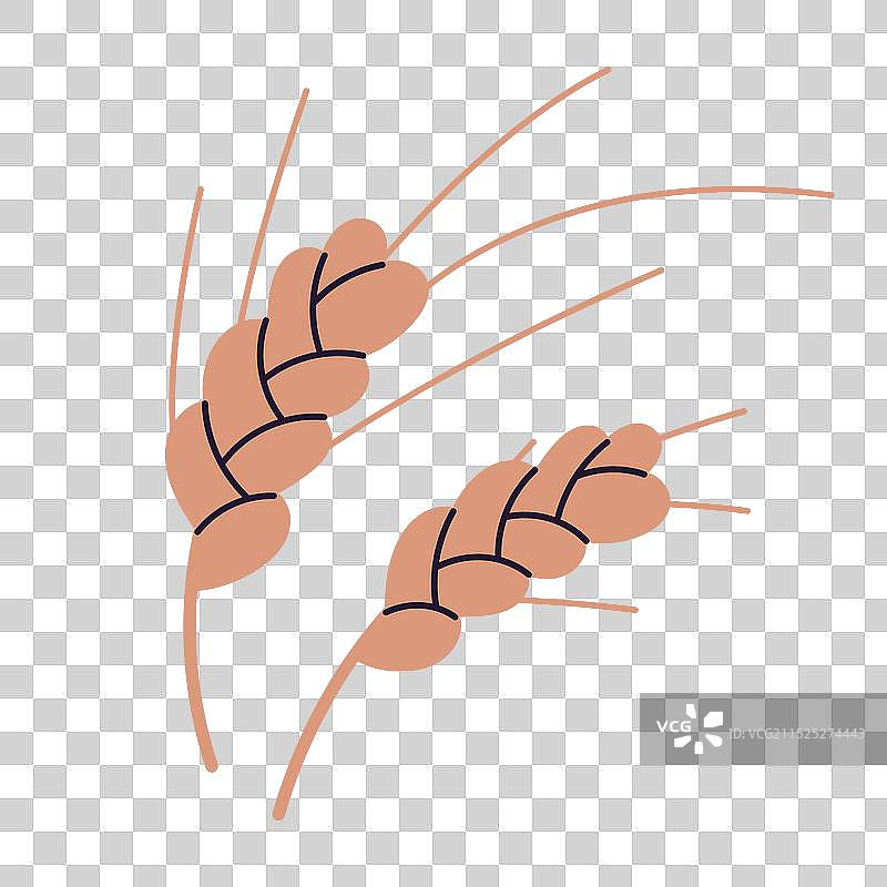 干燥的麦穗图片素材