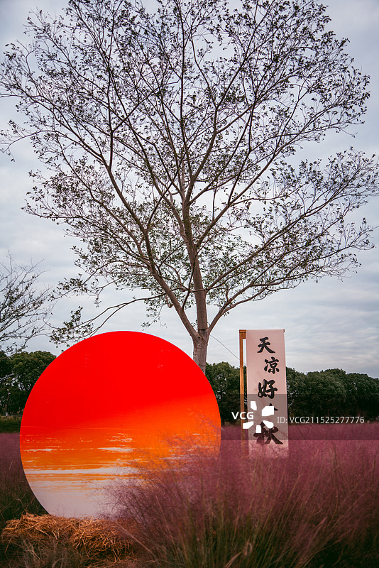 苏州冯梦龙村朝霞下的粉黛子草图片素材