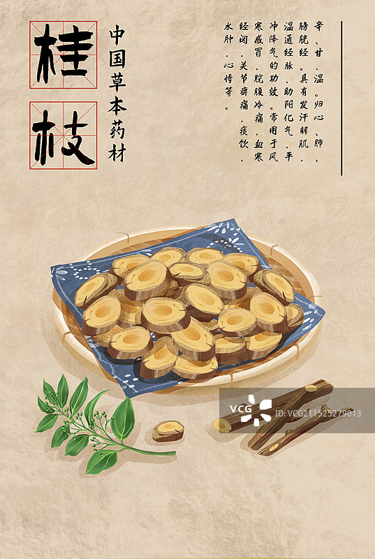 中国传统文化中草药药材之 桂枝图片素材