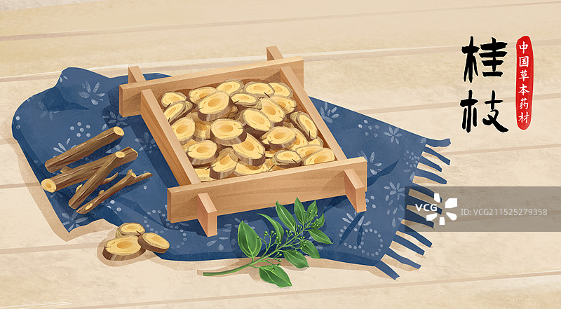 中国传统文化中草药药材之 桂枝图片素材