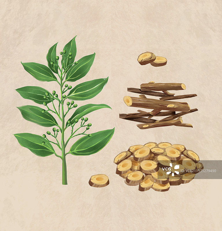 中国传统文化中草药药材之 桂枝图片素材