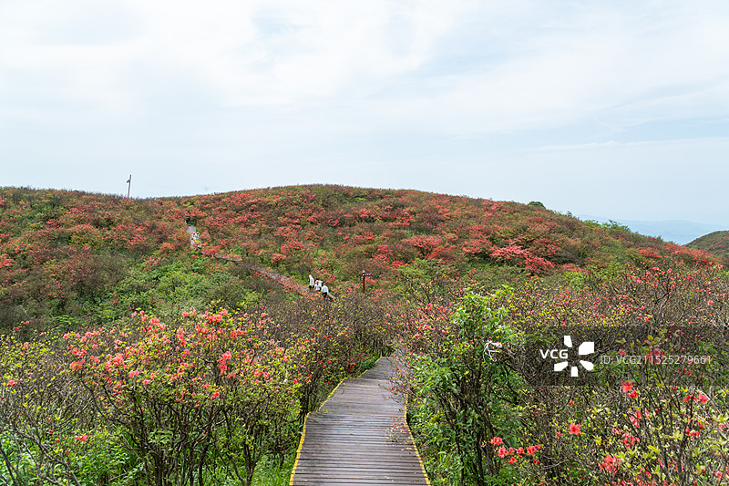 中国湖南省浏阳市大围山森林公园杜鹃花花海航拍视角图片素材