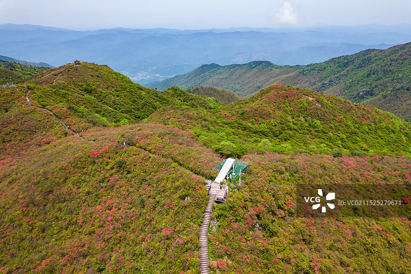 中国湖南省浏阳市大围山森林公园杜鹃花花海航拍视角图片素材