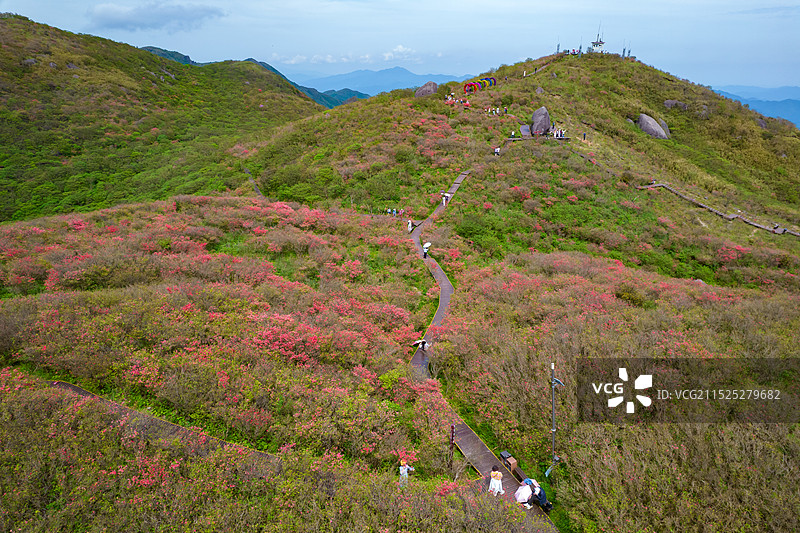中国湖南省浏阳市大围山森林公园杜鹃花花海航拍视角图片素材