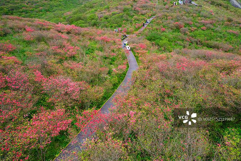 中国湖南省浏阳市大围山森林公园杜鹃花花海航拍视角图片素材