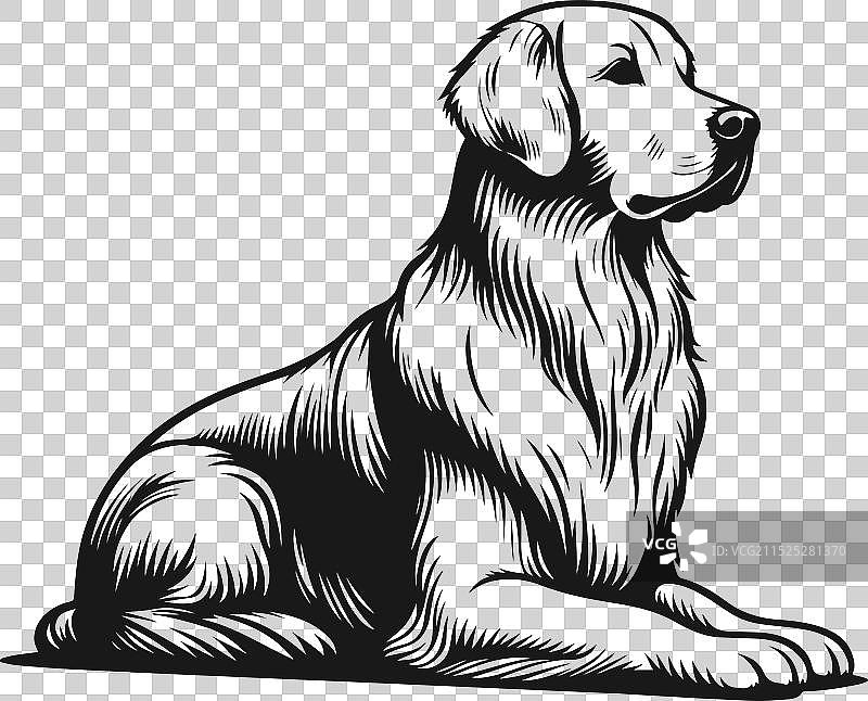 金毛巡回猎犬剪影设计图片素材