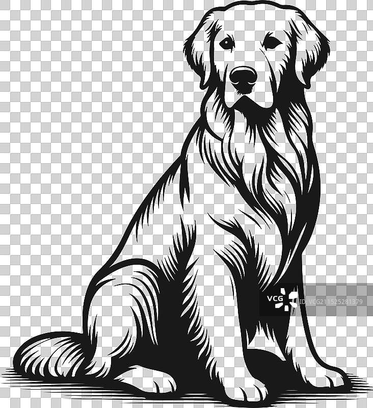金毛巡回猎犬剪影设计图片素材
