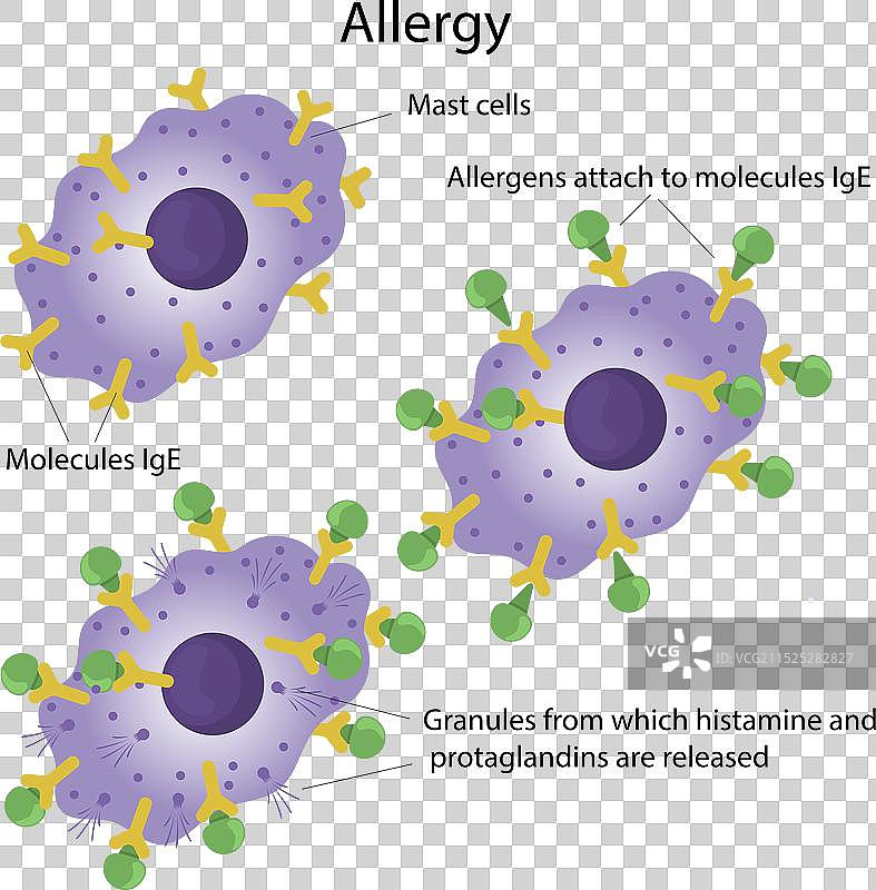 过敏是免疫系统的反应图片素材
