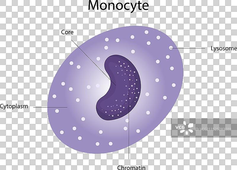 单核细胞结构示意图图片素材