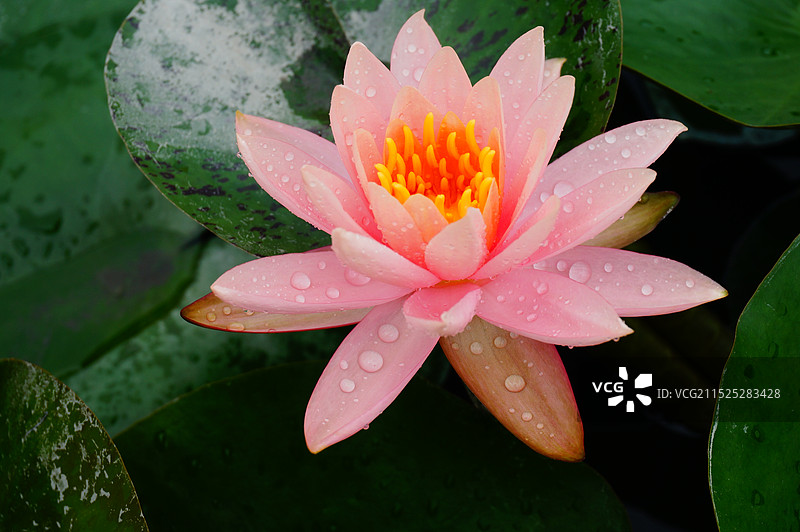 水生植物图片素材