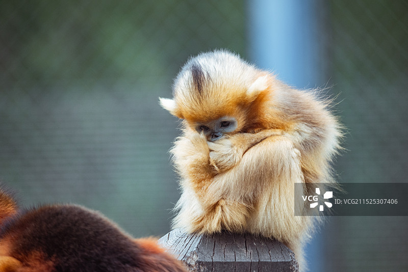 川金丝猴-大连森林动物园图片素材