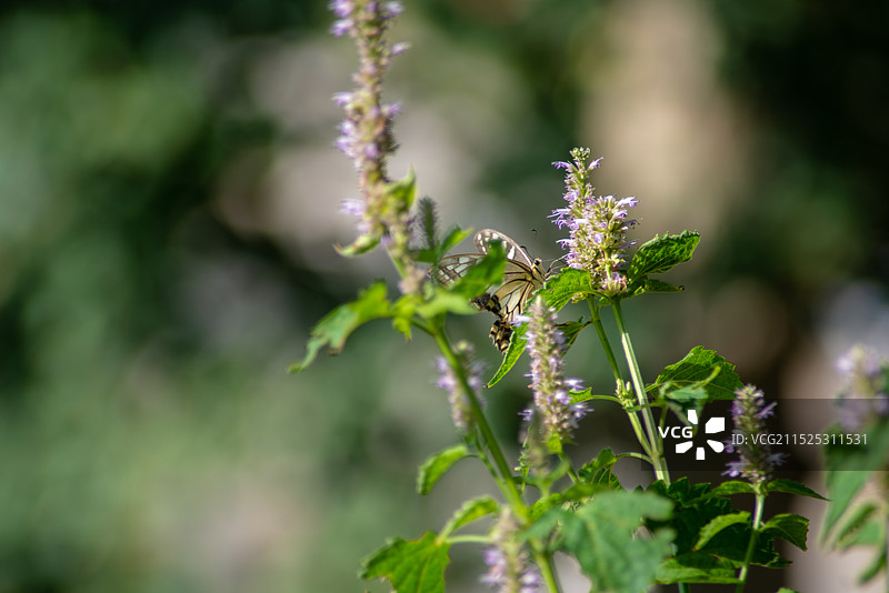 藿香花上的金凤蝶图片素材