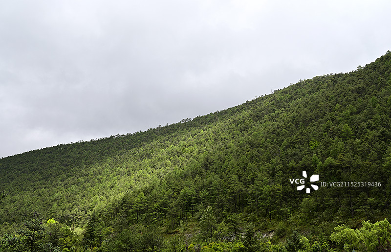多云的天空衬托着森林树木的风景，森林中树木的低角度视图图片素材
