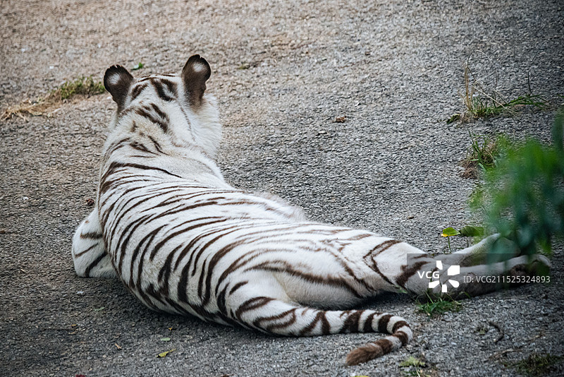 虎 白虎 老虎背影 大连森林动物园图片素材