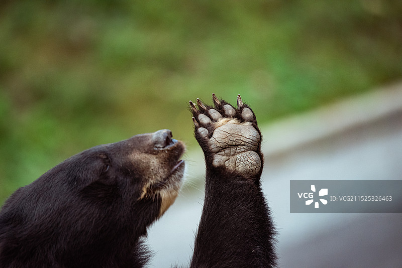亚洲黑熊 黑熊 大连森林动物园图片素材