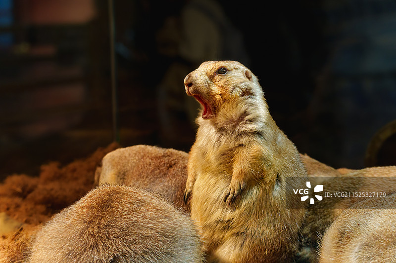 尖叫的土拨鼠图片素材