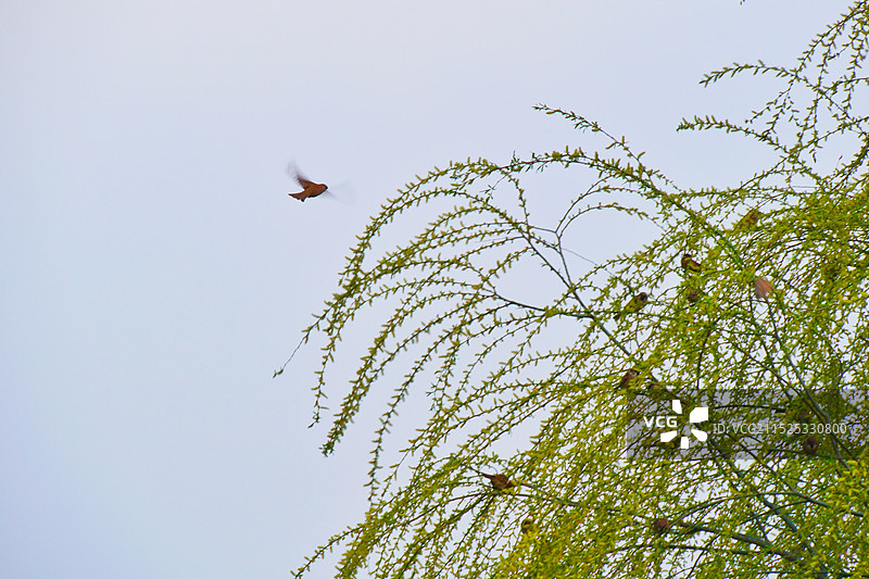 初春，刚发芽的柳树和嬉闹的小麻雀们图片素材