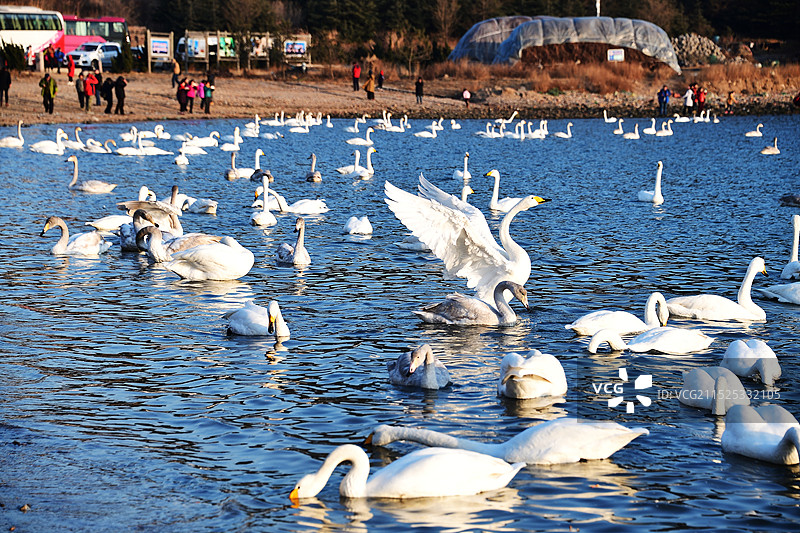 山东荣成烟墩角蓝色天鹅湖图片素材