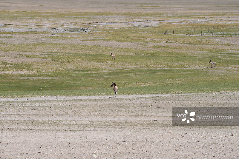藏羚羊、藏野驴图片素材